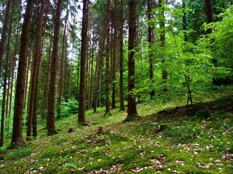 Gelebte Achtsamkeit und Meditation mit den Düften des Waldes